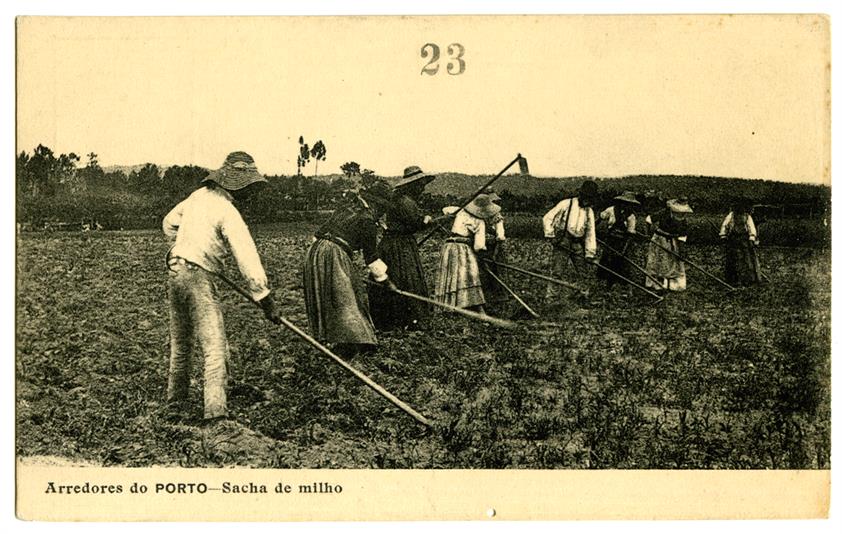 Arredores do Porto : sacha de milho