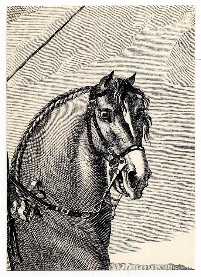 Pormenor de gravura do livro «Luz da liberal e Nobre Arte de Cavalaria» Séc XVIII