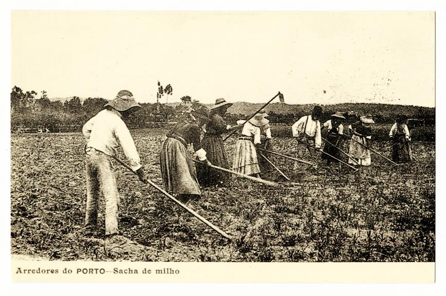 Arredores do Porto : sacha de milho