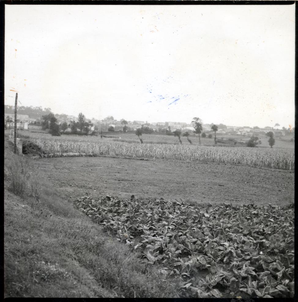 Bairro de São Roque da Lameira : terrenos : 1960