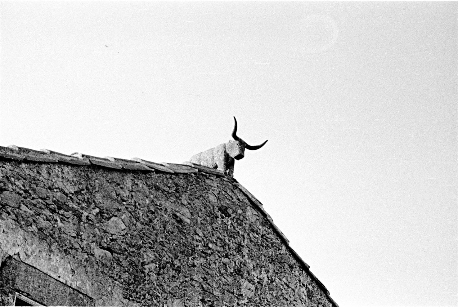 [Miranda do Douro : escultura bovina na empena duma casa]