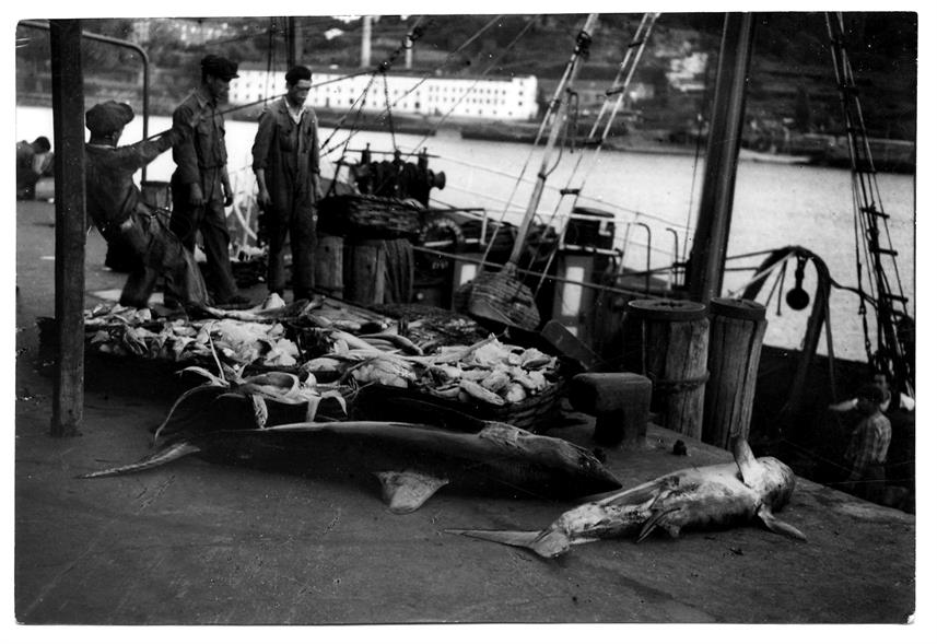 Bases para o estudo do problema do abastecimento de peixe à cidade do Porto : ponte-cais do Entreposto do Peixe e Frigorífico